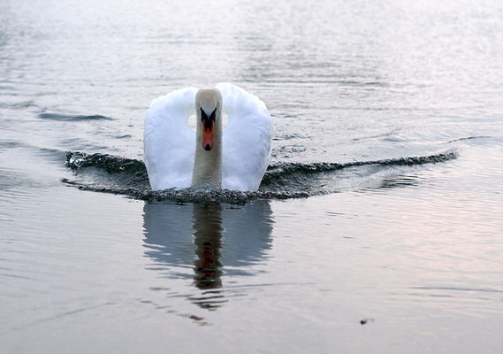 fauna Kępy Polskiej
ten sam ptak, który wystawił wcześniej kolega ;)
