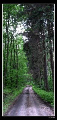 Leśny dukt
Jakaś droga między Grabiną, a Białym
