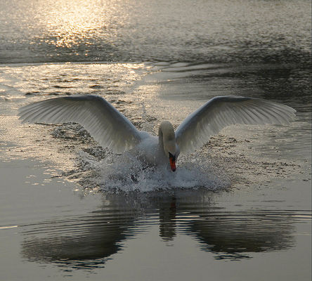 wczesny ranek/niedziela/Kępa Polska
