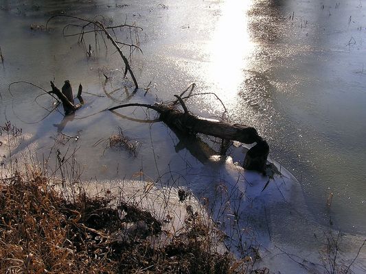 "zimowa natura"
nad Wisłą w Wykowie 
Słowa kluczowe: Wisła Wykowo