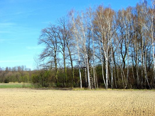 ambona myśliwska
gdzieś na granicy Słupna i Borowiczek
Słowa kluczowe: ambona myśliwska Słupno