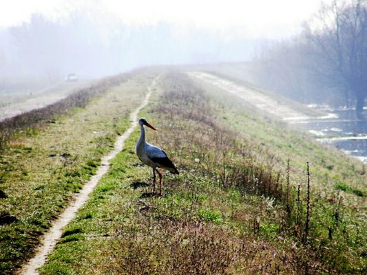 wał przeciwpowodziowy w Wykowie we mgle
po prawej widoczny stan alarmowy na Wiśle  
 6.04.2009r.
Słowa kluczowe: wał przeciwpowodziowy Wykowo bocian