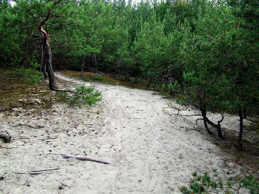 zagajnik sosnowy na Grabówce
***
