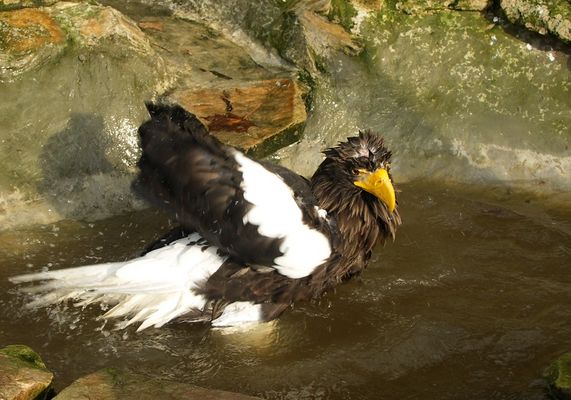Orłan w kąpieli
Płockie ZOO
Słowa kluczowe: Zoo Orłan Orzeł