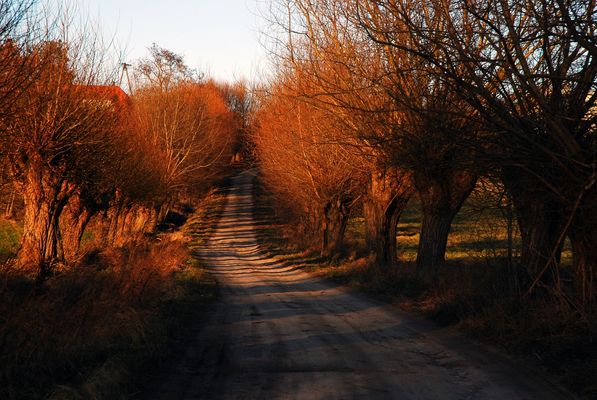 Droga w Murzynowie
Wiejska droga w Murzynowie
Słowa kluczowe: Wiejska droga, Murzynowo
