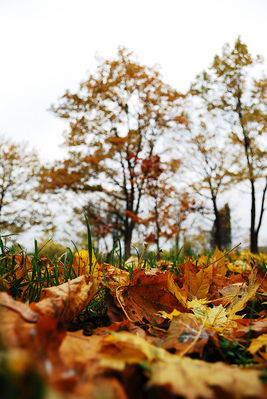 jesień w Parku na Zdunach
