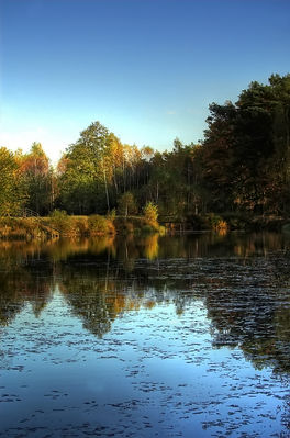 Leśna jesień 2007
Jeżewo k./Nowego Duninowa
