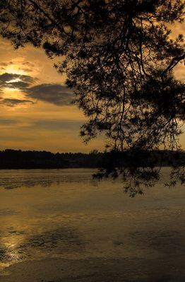 Sosna jak wierzba płacząca
nad jeziorem w Soczewce
