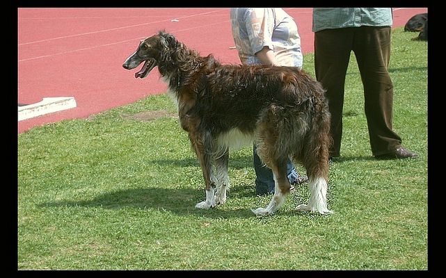 Wystawa Psów Rasowych 2007 Płock
Chart Rosyjski BORZOJ klasa weteran (9lat)
