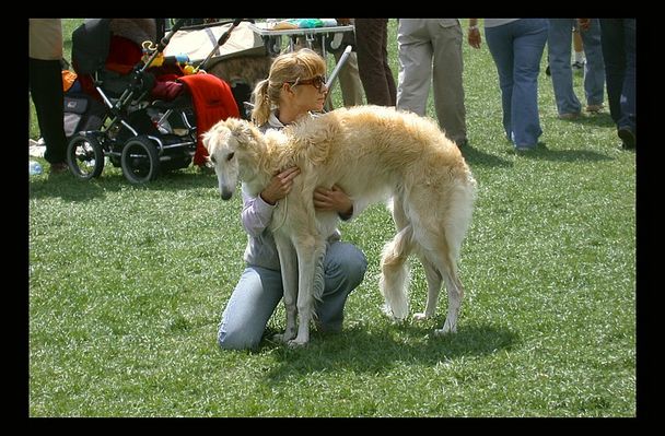 Wystawa Psów Rasowych 2007 Płock
Chart Rosyjski BORZOJ klasa młodzieżowa
ps. ta suczka spodobała by się mojemu Akcentowi  ;) 
