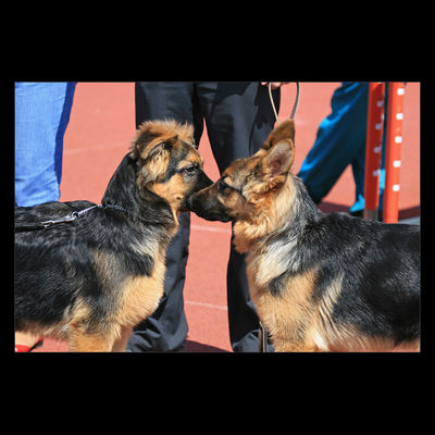 Krajowa Wystawa Psów Rasowych Płock-2007
