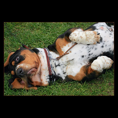 Krajowa Wystawa Psów Rasowych Płock-2007
