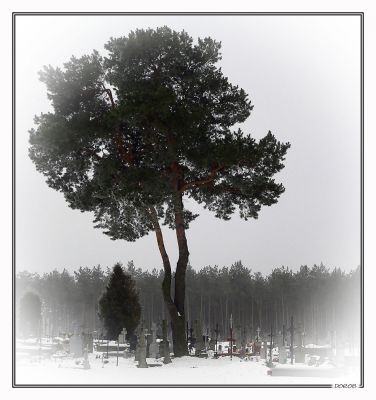 Samotność
Grabówka
