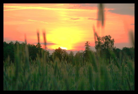 Karwosieki Noskowice - trasa Sikórz - Łukoszyn.
Przy drodze nad jeziorem.
