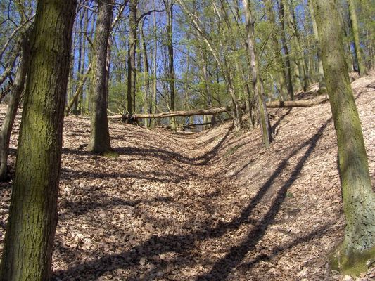 Miniwąwóz
Las brwileński.
