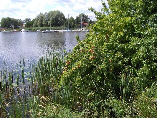 W Murzynowie
Lilie wodne, pałki wodne, gruszki... wodne i wodna przystań.
Słowa kluczowe: Murzynowo