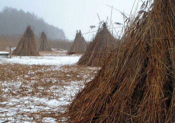 trzcinokosy  7.02.2006r. na Jeziorze Zdworskim
w tym roku nie odbędą się ?
