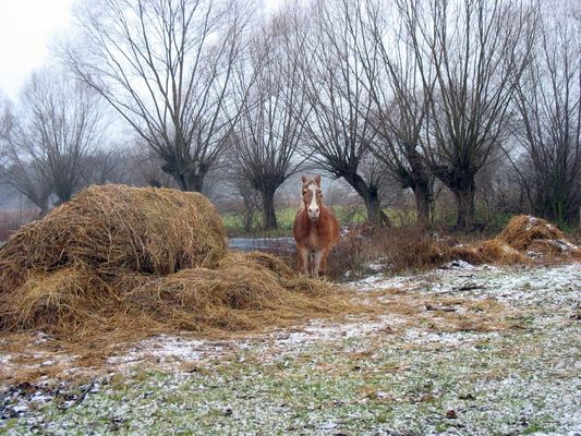 koń na zimowym spacerze w Słupnie
dzisiaj niezmierna rzadkość w krajobrazie wsi
Słowa kluczowe: koń wierzby Słupno