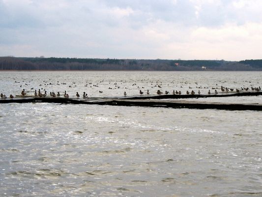 kaczki i kaczory
Jezioro Zdworskie, styczeń 2007
Słowa kluczowe: Jezioro Zdworskie ptaki