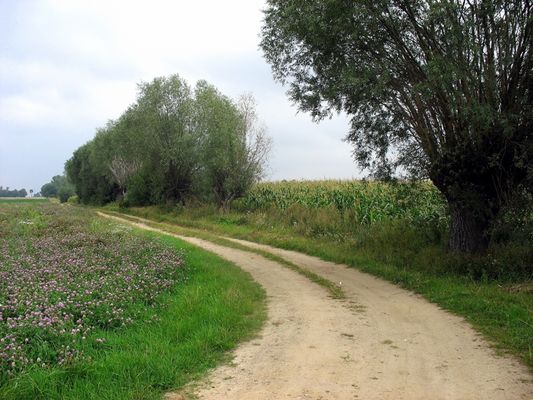 wiejska droga
Kamionki  k/Starej Białej 
Słowa kluczowe: wiejsk droga Kamionki