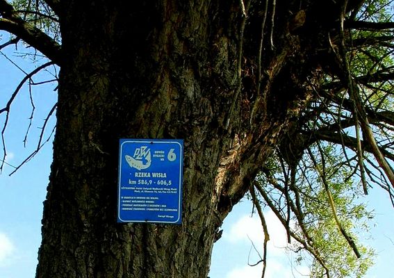 nieaktualna w 2006r. tabliczka informacyjna PZW nad Wisłą
pomiędzy Drwałami i Wyszogrodem (lewy brzeg - granica Bieniewa i Januszewa)
