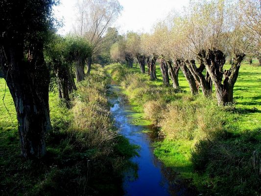 rzeczka Sierpienica w szpalerze mazowieckich wierzb
na granicy powiatu płockiego i sierpeckiego

