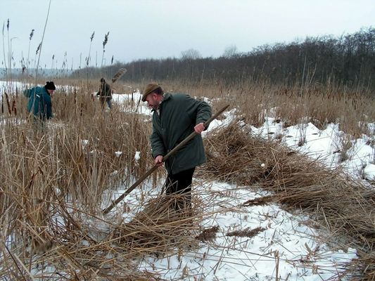 Jezioro Zdworskie
trzcinokosy
Słowa kluczowe: trzcinokosy Jezioro Zdworskie