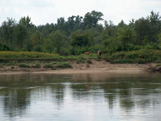 Konie na brzegu
Dzisiaj konie hodują hobbyści

