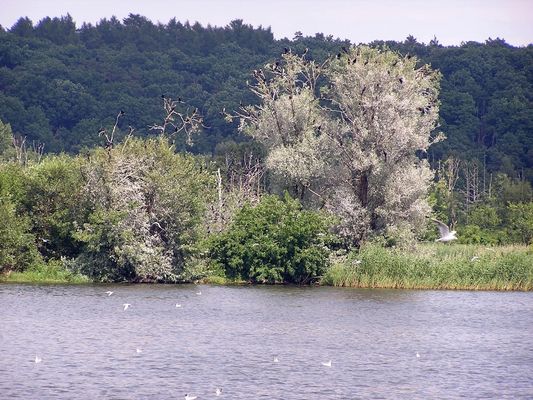 kolonia kormoranów
 przy ujściu Skrwy Prawej do Wisły
Słowa kluczowe: kormorany Wisła