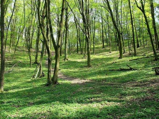 "wiosenny" las
Słupno k/Płocka
Słowa kluczowe: las Słupno