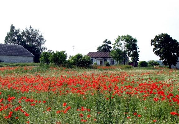 czerwone maki i relikt przeszłości
na drugim planie nieczynny stary sklep we wsi Siemienie  k/Bielska
Słowa kluczowe: maki sklepik Siemienie