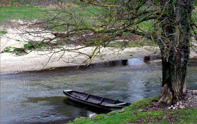starorzecze (odnoga wiślana) przy lewym brzegu na wprost Drwał pod Wyszogrodem -  dn. 14.12.2006r.
widoczny "pierścień" u dołu pnia drzewa to blizna lodowa zrobina przez kry, a ubytek kory to stare z odrobiną świeżych ślady działalności bobrów

