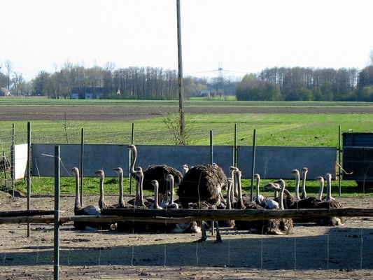 ferma strusia w Święcicach, gm. Mała Wieś
inną można odwiedzić w Gąsewie, gm. Bodzanów
