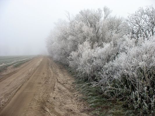 szron i mgła w Tłubicach, gm. Bielsk
temperatura - 2 stopnie Celsjusza i duża wilgotność powietrza potęgująca wrażenie większego zimna
Słowa kluczowe: szron mgła Tłubice