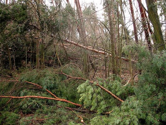 wiatrołomy
las w Wykowie
