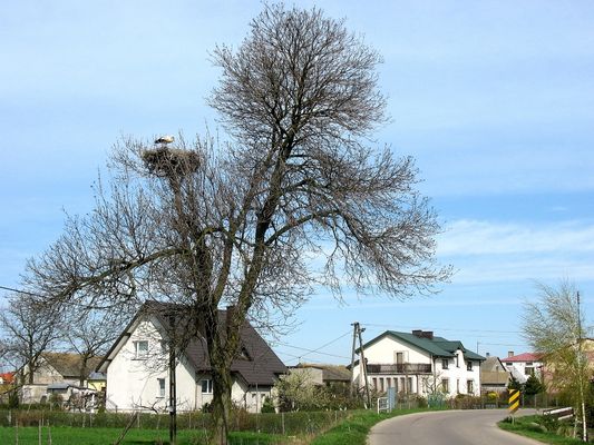spotkać pierwszego bociana w gnieździe wróży, że w pracy nie zwolnią w tym roku
Kamionki k/Starej Białej
Słowa kluczowe: bocian wiosna Kamionki