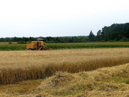 żniwa w Nakwasinie
gm. Mała Wieś
