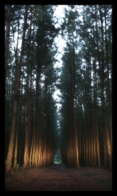 Przez las...
[i]Droga do j.Zdworskiego[/i]
