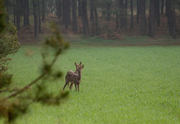 Poranne spotkanie
[i]Kępa Polska[/i]
