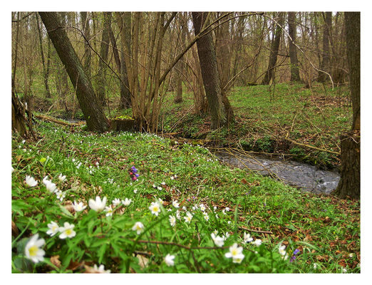 Wiosna w dolinie Biskupki
Szeligi
Słowa kluczowe: Szeligi Biskupka