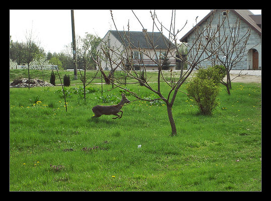 Biegnąca sarna
Dobrzyków
Słowa kluczowe: Dobrzyków