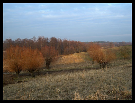 Przedwiośnie
Pradolina Wisły w Ciechomicach
Słowa kluczowe: Ciechomice