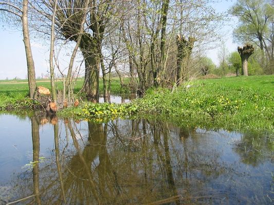 Prawda zawsze kryje się w odbiciu
Rzeka Mołtawa w Blichowie
Słowa kluczowe: Blichowo blichowo rzeka krajobraz widok wiosna lato las wierzby