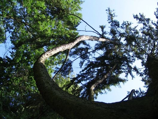 świerk sitkajski
jeden z pomników przyrody w parku zabytkowym w Nowym Duninowie
Słowa kluczowe: Nowy Duninów park
