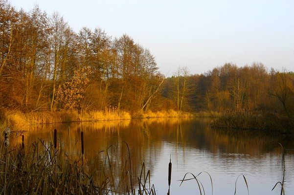 Skrwa w okolicach Cierszewa
