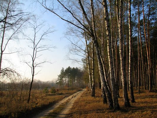 Białobrzegi
Słowa kluczowe: Białobrzegi brzozy