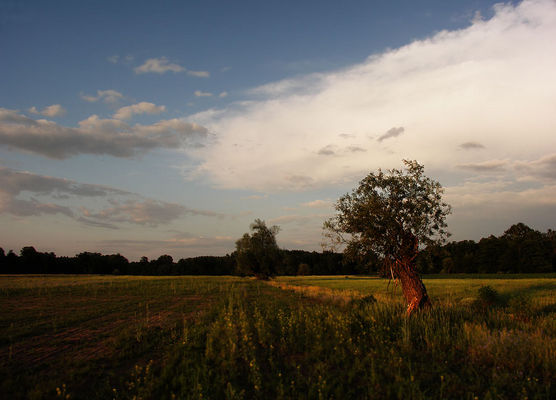 O zachodzie
Okolice Rydzyna
Słowa kluczowe: Rydzyno