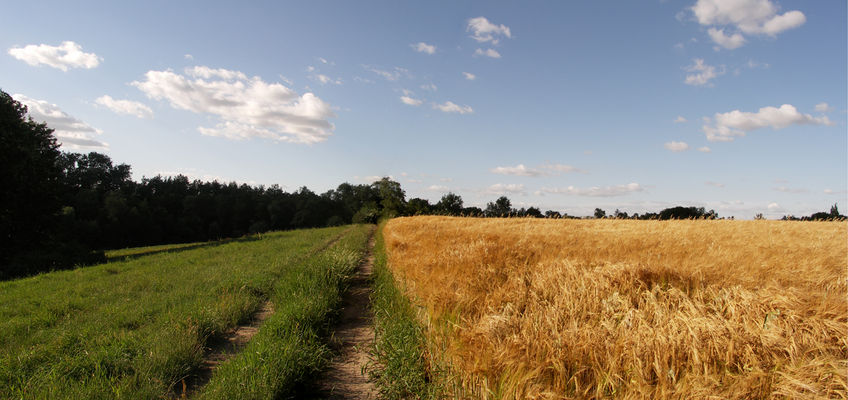 Okolice Płocka - Szeligi
Droga nad wąwozem Słupianki - panorama
Słowa kluczowe: Szeligi