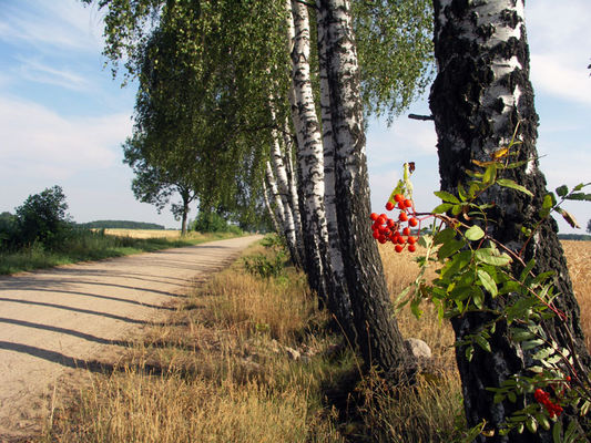 Okolice Płocka - droga na Mokrzyk
Jarzębina
Słowa kluczowe: Mokrzyk