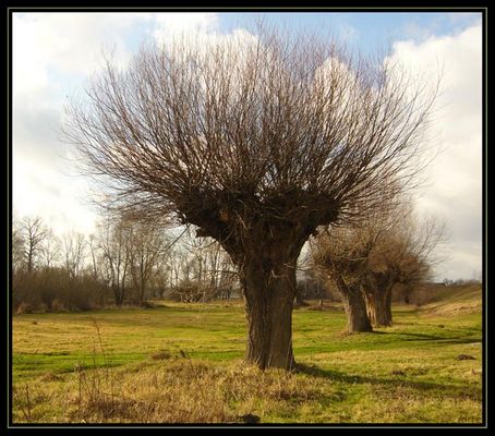 Zima... (okolice Białobrzegów)
